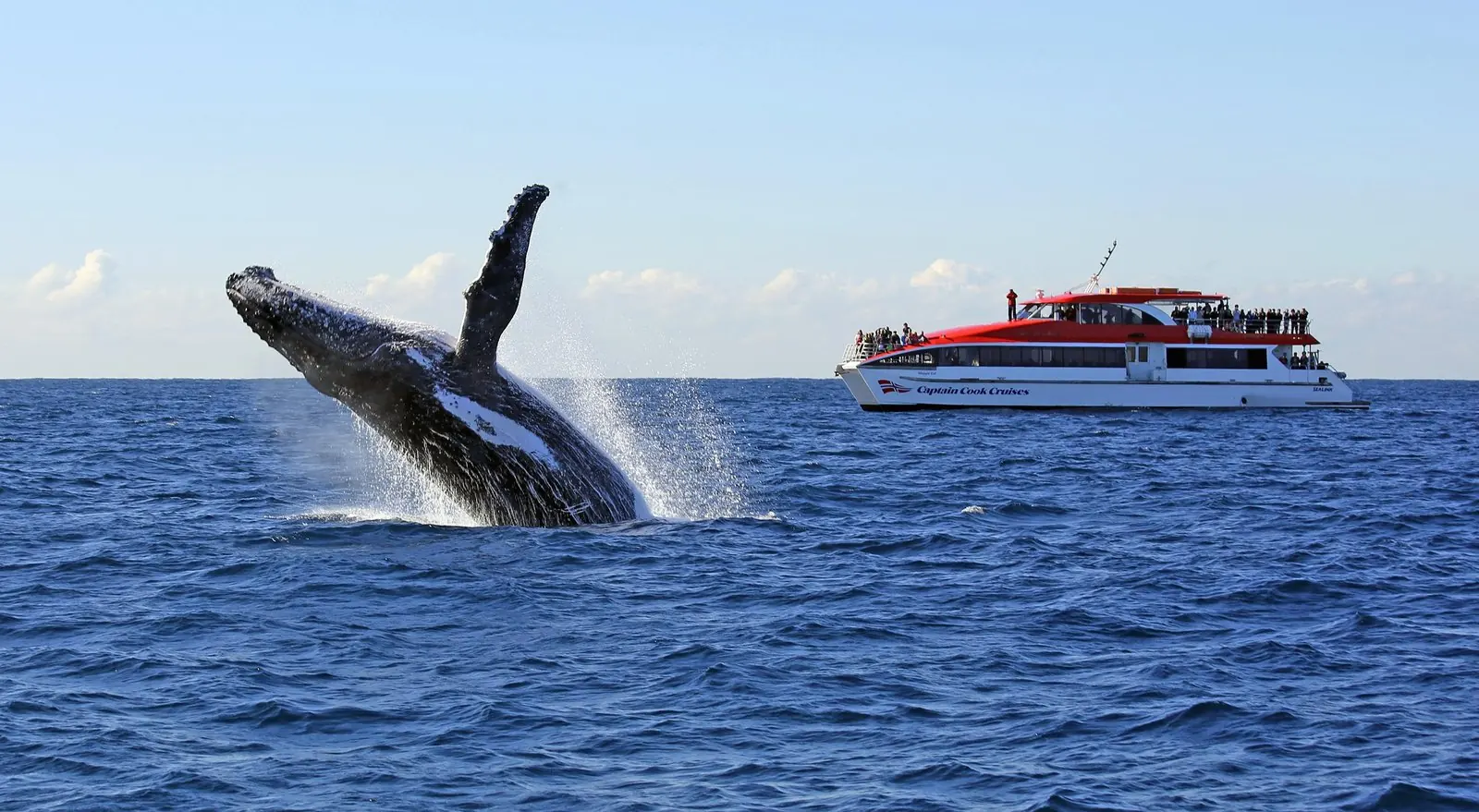 Breaching whale beside a red and white cruise vessel