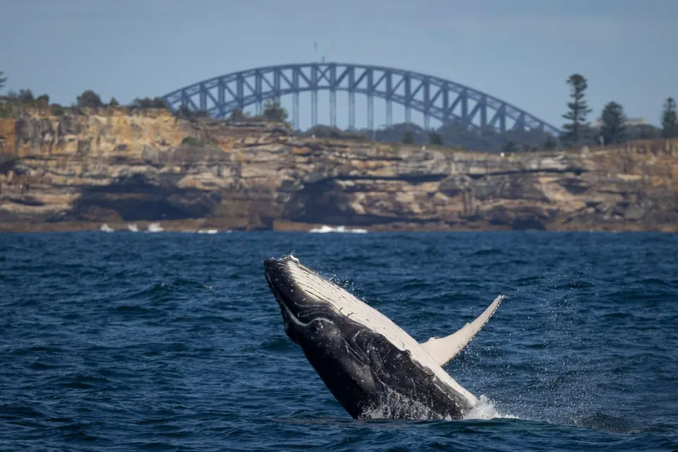 Whale breach with Sydney Harbour Bridge beyond