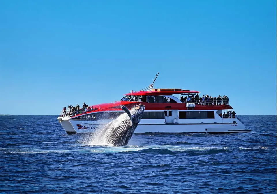 Whale beside a Captain Cook vessel
