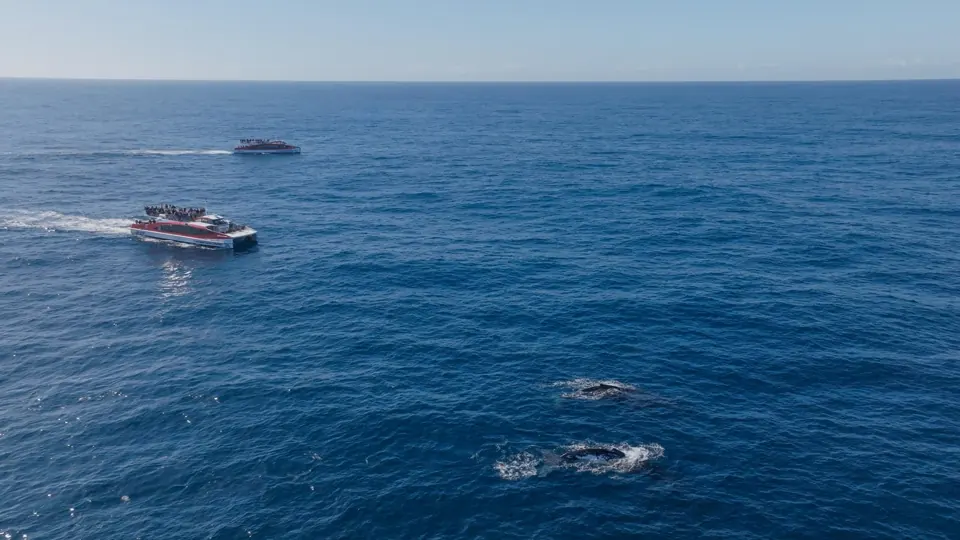 Aerial view of a boat and whales