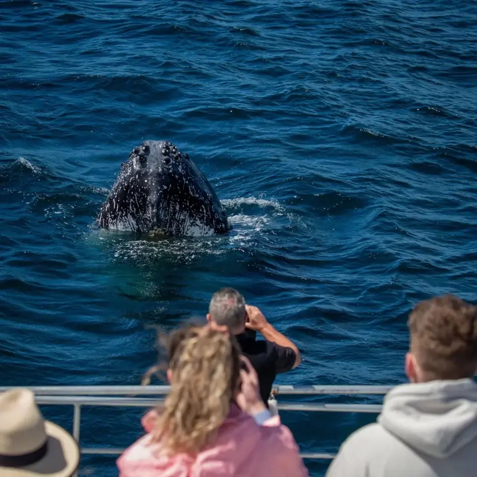 Passengers photographing a surfacing whale