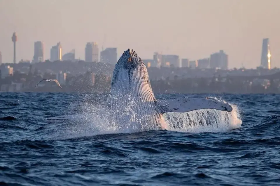 Whale breaching with Sydney buildings in the distance