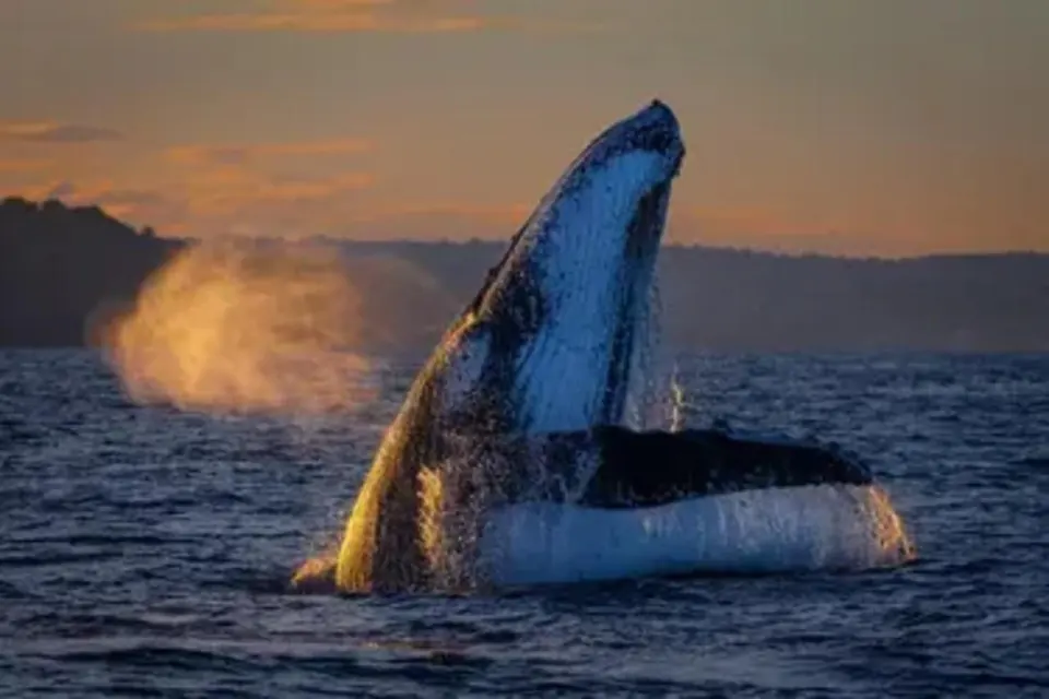 Breaching whale in warm evening light