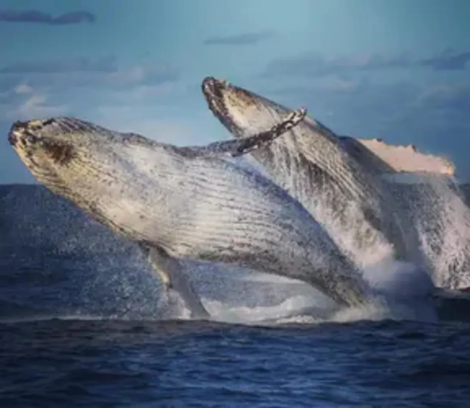 Two whales breaching side by side