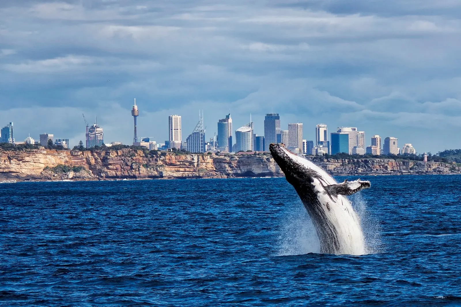 Breaching whale with Sydney skyline behind