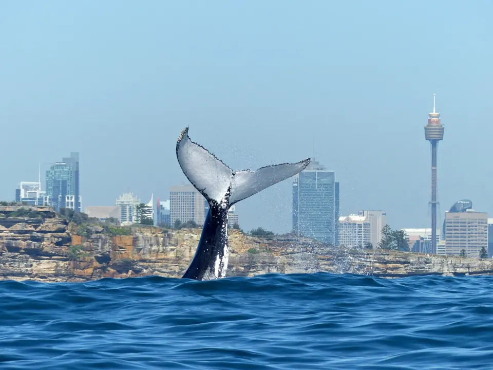 Whale tail with Sydney Tower in the background