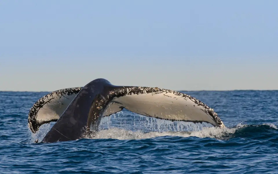 Whale tail lifted above the sea