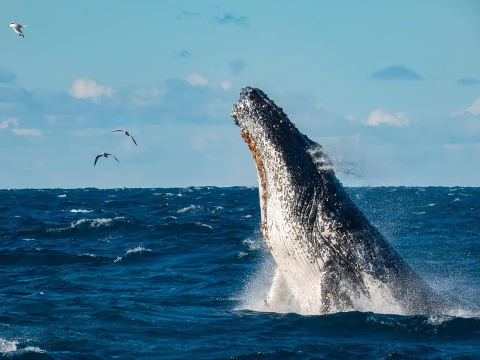 Humpback surfacing among seabirds