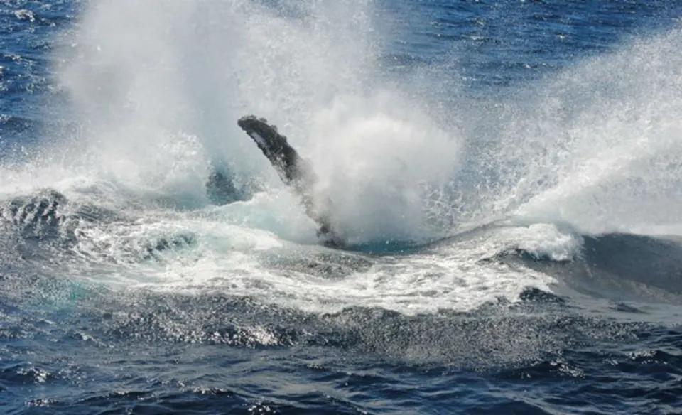 Splash as a whale returns to the water