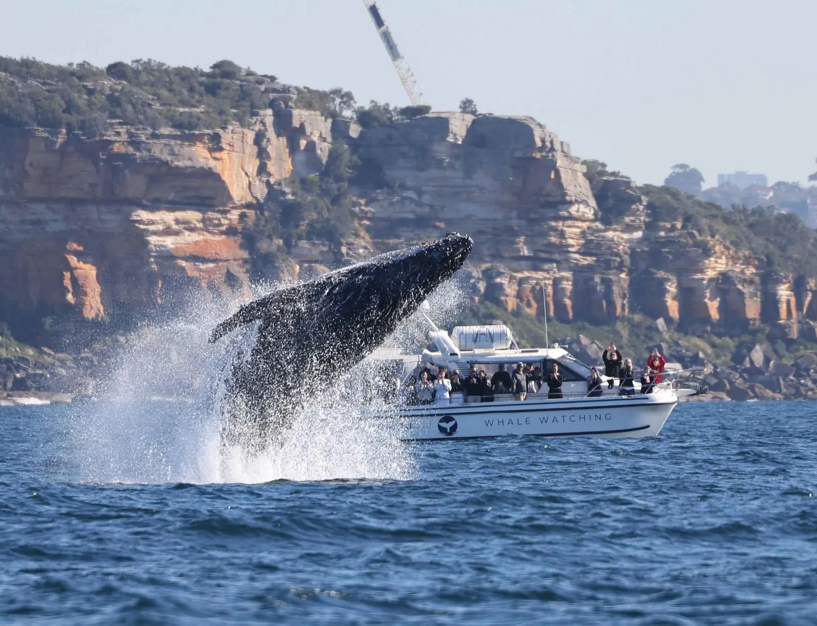 Whale breaching near a Whale Tales vessel and coastal cliffs