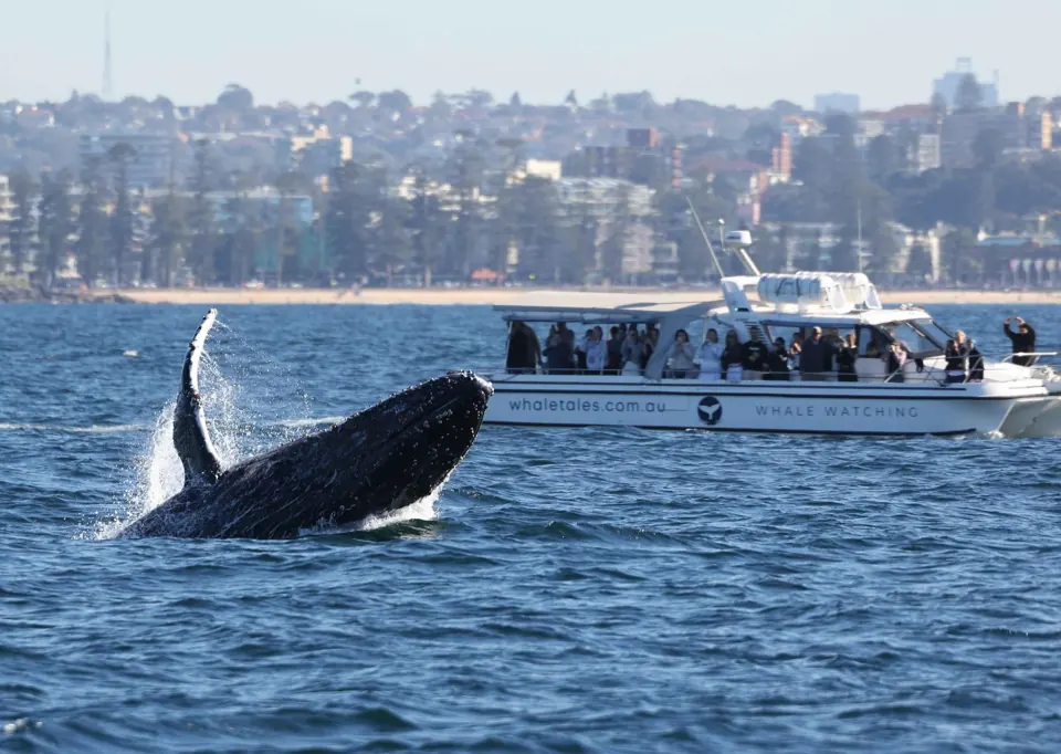Whale and Whale Tales boat with Sydney shoreline beyond