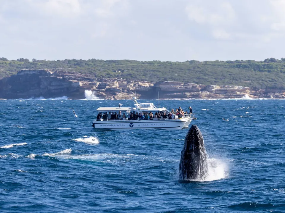 Whale surfacing in front of the boat