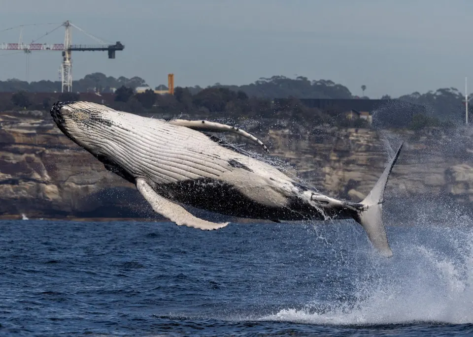 Breaching humpback viewed from the side
