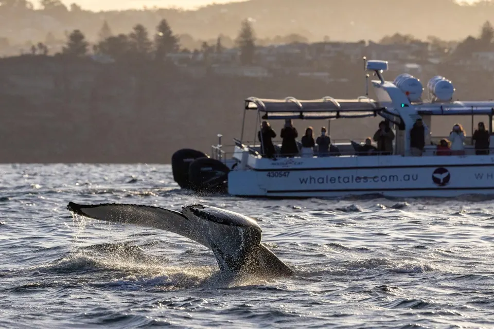 Whale beside a small passenger vessel