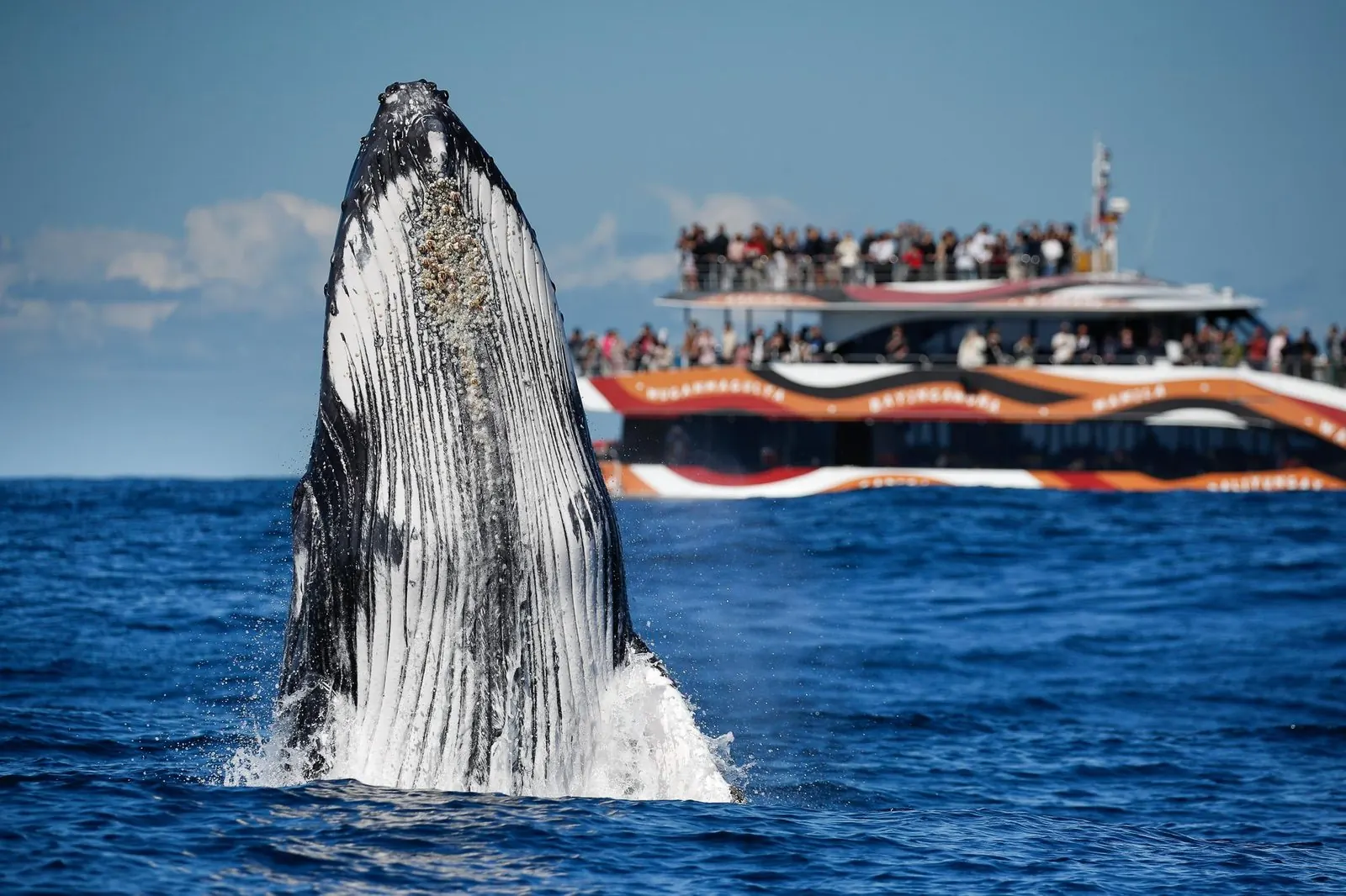 Whale lifting its head beside a patterned catamaran