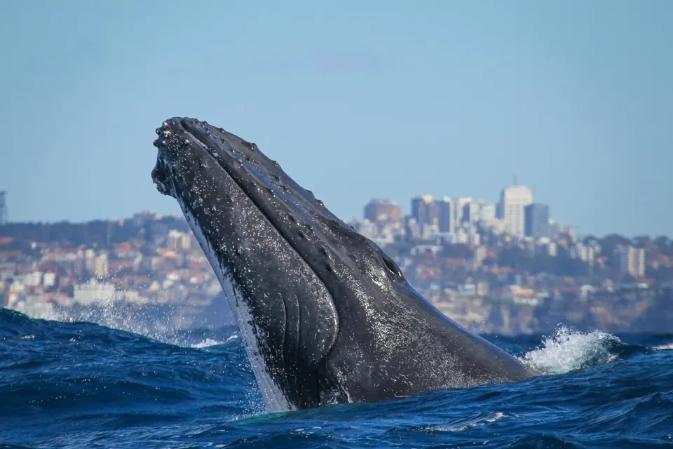 Humpback rising with Sydney shoreline behind