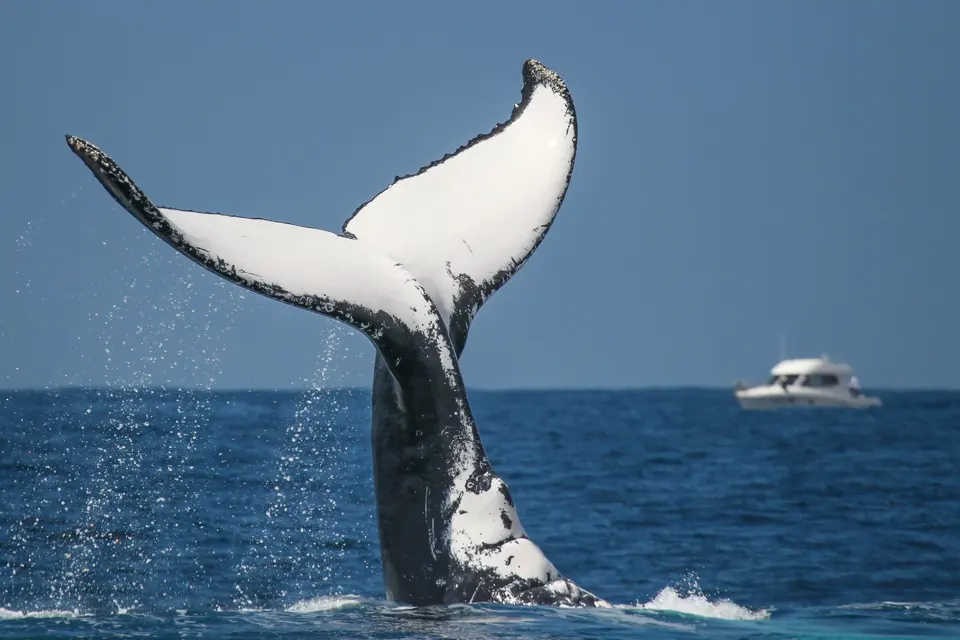 White underside of a whale tail