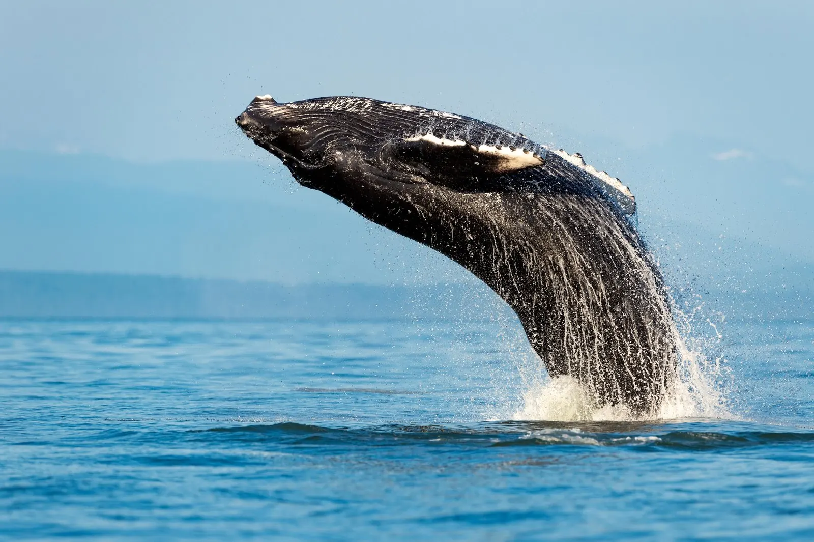 Humpback whale breaching above blue water
