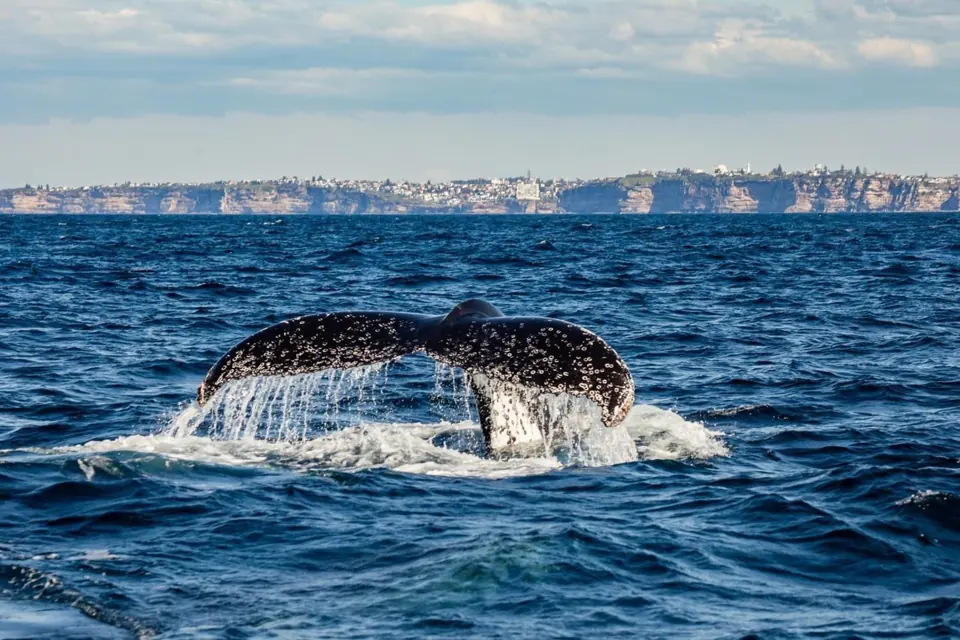 Whale tail lifting above the ocean