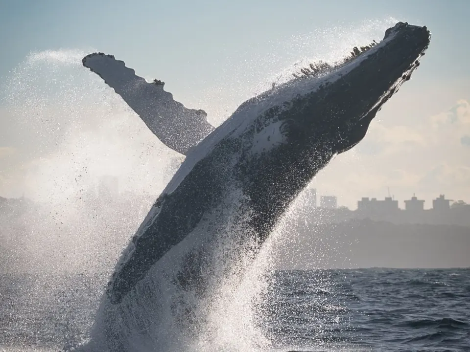 Breaching humpback with its pectoral fins spread