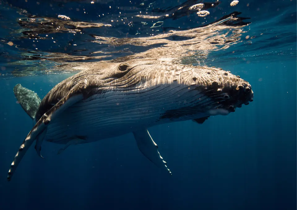 Humpback whale close to the water surface