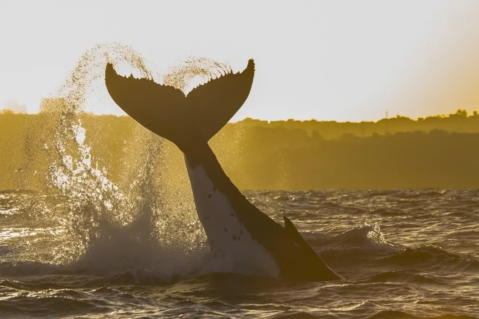 Whale tail silhouetted in low sunlight